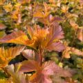 Physocarpus opulifolius 'Amber Jubilee', Blasenspiere 'Amber Jubilee', Hinrichs, XXL Pflanzen