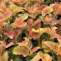 Blasenspiere 'Amber Jubilee'� (Physocarpus opulifolius 'Amber Jubilee'�)