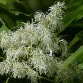Blumenesche, Fraxinus ornus