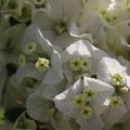 Bougainvillea x buttiana 'Jamaica White'