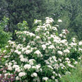 Schneeball 'Cardinal Candy' (Viburnum dilatatum 'Cardinal Candy')
