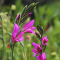 Gladiolus byzantinus, modif