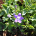 Campanula portenschlagiana 'Resholt