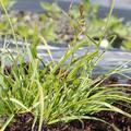 Carex umbrosa
