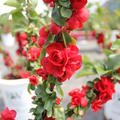Chaenomeles speciosa 'Scarlet Storm'� Chinesische Zierquitte