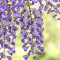 Chinesischer Blauregen 'Caroline', Wisteria sinensis