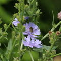 Bl�¼te Wegwarte
