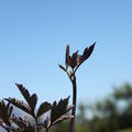 Cimicifuga simplex 'Brunette'