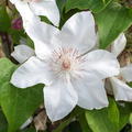 Clematis, Waldrebe 'Valge Daam' Clematis Hybride Valge Daam