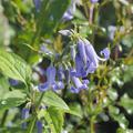 Clematis heracleifolia 'Cote d'Azur' Staude-Waldrebe 'Cote d'Azur' 