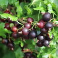 Confi�Beere Jogusto� (Jostabeere)