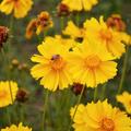 Coreopsis pubescens 'Sunshine Superman