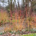 Orangerindiger Hartriegel 'Midwinter Fire', Cornus sanguinea 'Midwinter Fire'