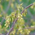 �hrige Scheinhasel, Hohe Scheinhasel, Corylopsis spicata