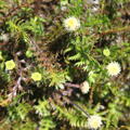 Cotula squalida