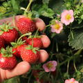 Double Pleasure� Delirose�