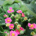 Double Pleasures� standing Pink Wonder