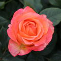 Edelrose 'La Palma'�