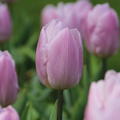Tulipa Candy Prince