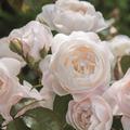 Englische Rose Desdemona