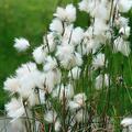 Eriophorum angustifolium, Schmalbl�ttriges Wollgras