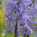 Essbare Pr�rielilie Camassia quamash Indianerkartoffel