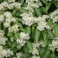 Etagen-Hatriegel Cornus alternifolia 