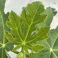 Feigenbaum Figuier Panach�, Ficus carica