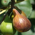 Feigenbaum Gustis� Battistini 3, Ficus carica