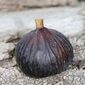 Feigenbaum Gustis� Bellone, Herbstfeige, Ficus carica