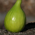 Feigenbaum Gustis� Blanche S�guret, Ficus carica