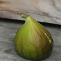 Feigenbaum Gustis� Lampeira, Herbstfeige, Ficus carica