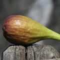 Feigenbaum Gustis� Longue d'Aout, Ficus carica