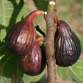 Feigenbaum Gustis� Palmy Bleu Walensee, Ficus carica