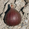 Feigenbaum Gustis� Pitalusse, Ficus carica
