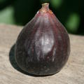Feigenbaum Gustis� Sultane, Ficus carica