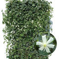 Hecke am laufenden Meter�, Fertighecke mit Clematis Weiss, 120 x 180 cm