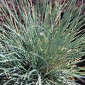 Festuca Cinerea-Hybride 'Azurit'