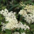 Echtes M�des�ss, Filipendula ulmaria, Stauden