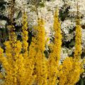Forsythie, Goldgl�ckchen 'Mikador'�, Forsythia intermdia 'Mikador'�