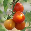 OpenSky Freilandtomate 'ClimbingTom', 194802 F5-6