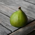 Fruchtfeige Gustis� Ficcolino