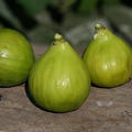 Fruchtfeige Gentile Lubera