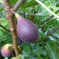 Fruchtfeige Negronne (Synonym Califfo Blue)