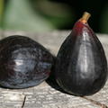 Fruchtfeige Noire de Caromb Herbstfeige Lubera