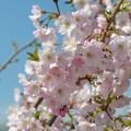 Fr�hlingskirsche Accolade, Prunus, Bl�ten