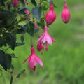 Fuchsia magellanica 'Lady Thumb', Fuchsie, Staude, Bl�tenstrauch