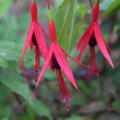Fuchsie, Fuchsia magellanica 'Riccartonii', Staude, Bl�tenstrauch