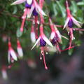Fuchsia magellanica var. 'Arauco', winterharte Fuchsie, Bl�tenstrauch, Fuchsie