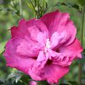 Hibiskus, Eibisch 'Purple Ruffles'� (Hibiscus syriacus 'Purple Ruffles'�)